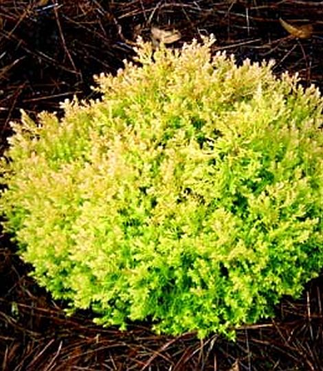 Thuja occidentalis 'Rheingold'